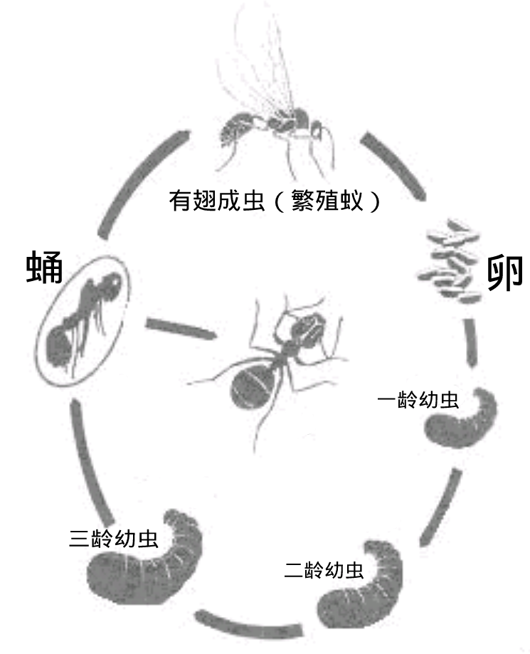 蚂蚁是完全变态发育