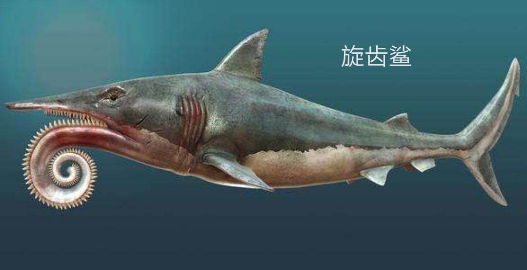 【疯狂堆图】你玩过饥饿鲨,但你知道真实的它们长什么
