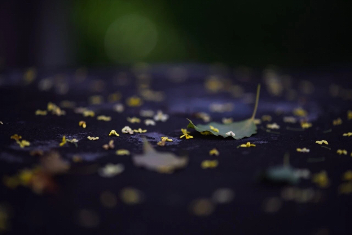 桂花  