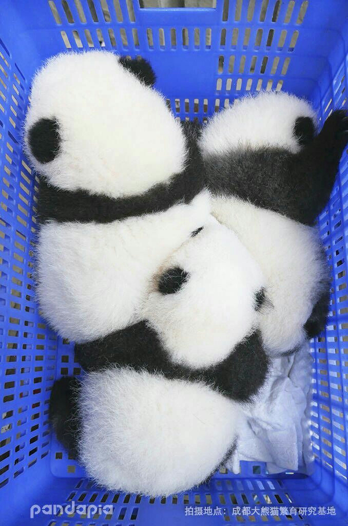 panda翻译 16c31f3c56895f488b7ef7987489fc0aab4de02f.jpg