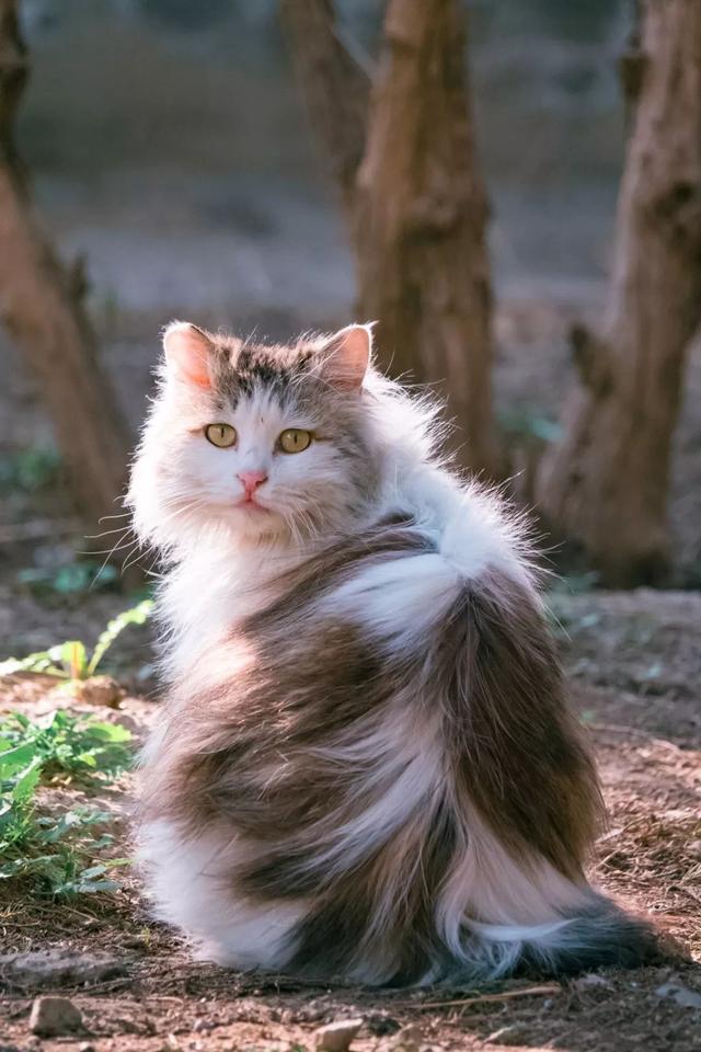 20只北京田园长毛大猫,每只都是神仙颜值!