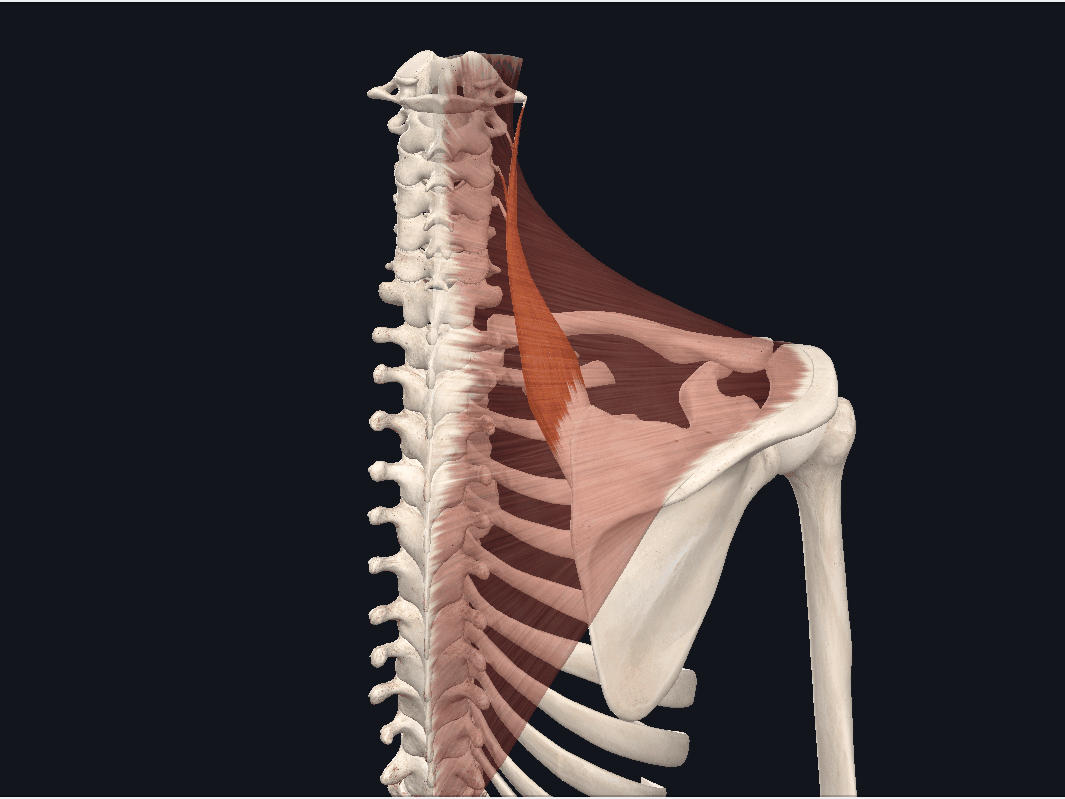 如何松解肩胛提肌解决上背部和肩胛骨内侧缘疼痛的问题