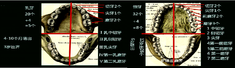 五,腭:硬腭,软腭(腭舌弓,腭咽弓,扁桃体窝),腭帆,腭垂(uvula悬雍垂)