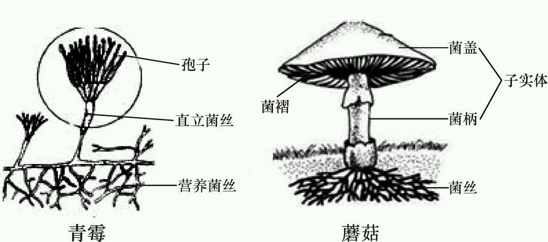 真菌的结构