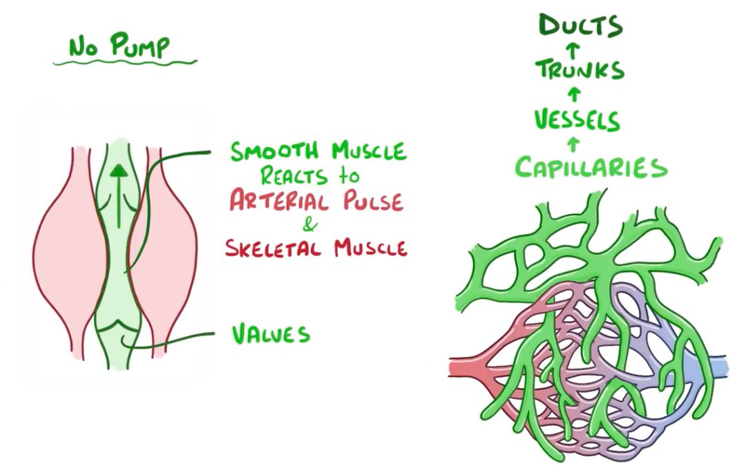 淋巴干 lymphatic trunks