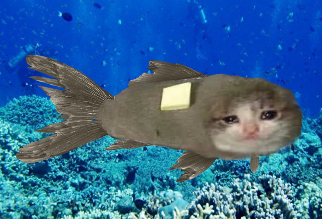 流泪猫猫头表情包最全