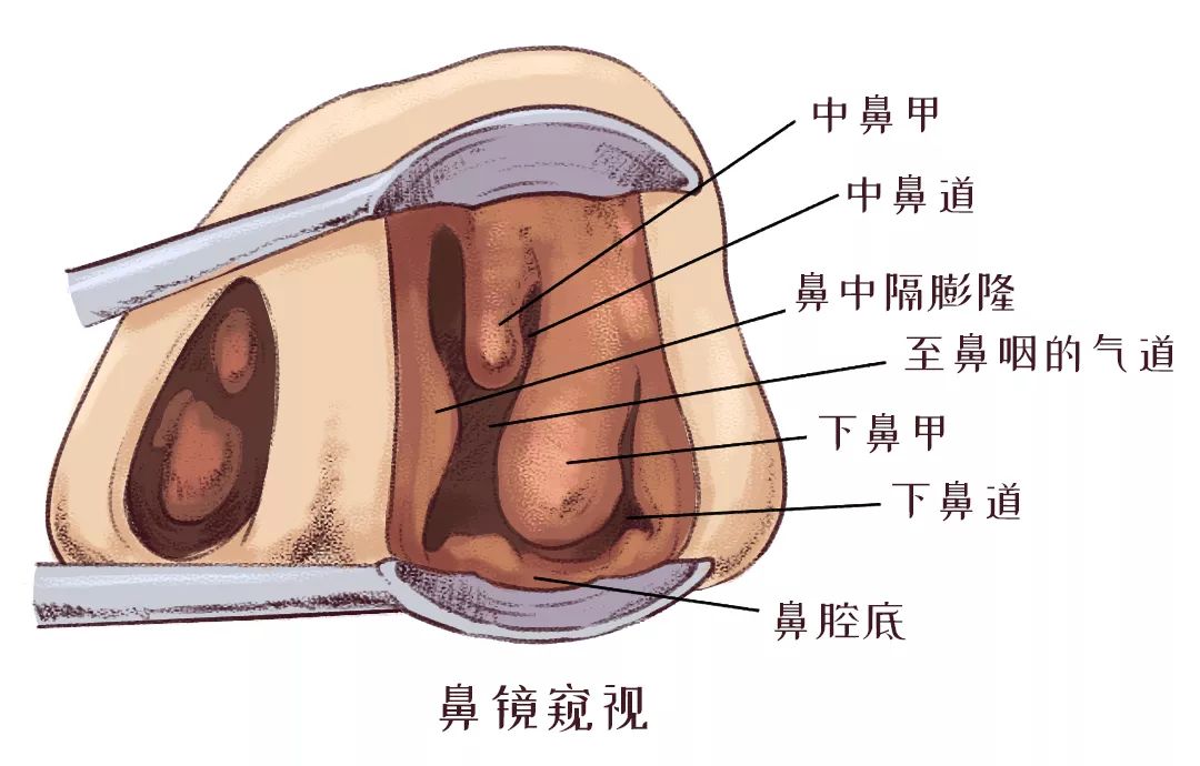 上面咱们看到的都是下鼻甲,看看下面的图,你就知道啦.