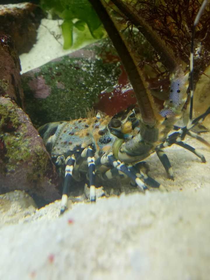 龙虾家庭水族箱观赏动物的新选择
