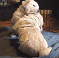 国外网友记录下金毛宝宝的成长, 看它们从小奶狗长