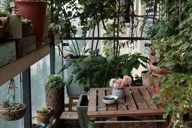 阳台种什么植物最好 18fa6712a9b018bffda273a3b60effd87defcc74.jpg