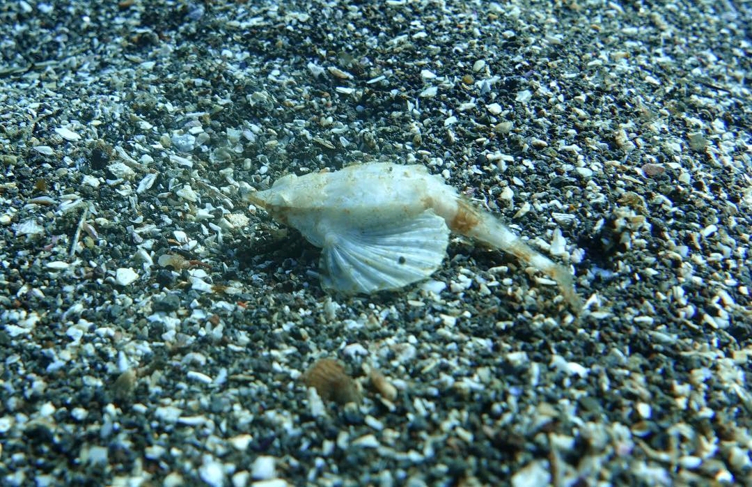 短海蛾鱼海蛾鱼海麻雀pegasuslaternarius