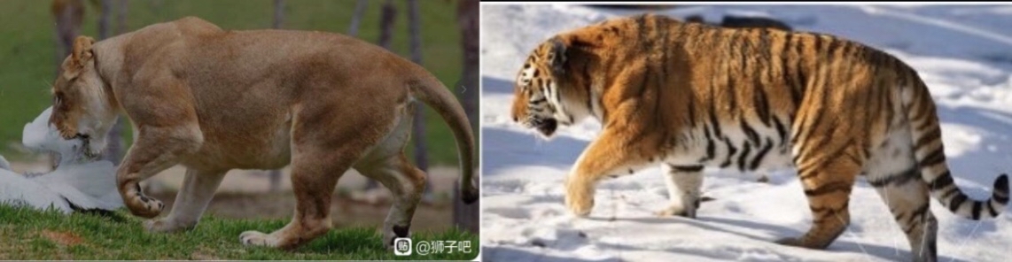 强壮的雌狮和强壮的东北虎 差距不大