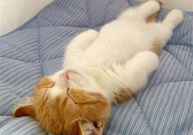 猫咪雌雄不难辨!毛发等两处特征便暴露了它们的性别