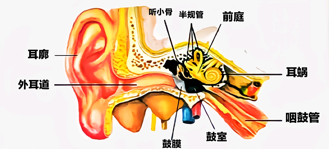 科技 学习 初中物理笔记(二 声现象声音的传播需要物质,物理学中把