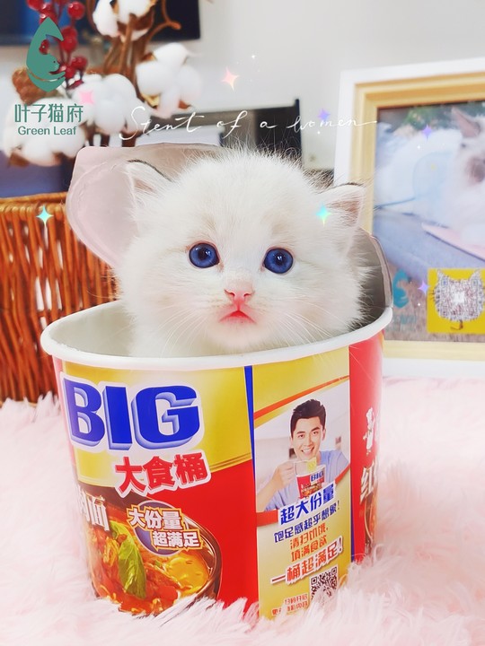 布偶猫小知识如果你还不了解这些知识说明你不够爱布偶猫