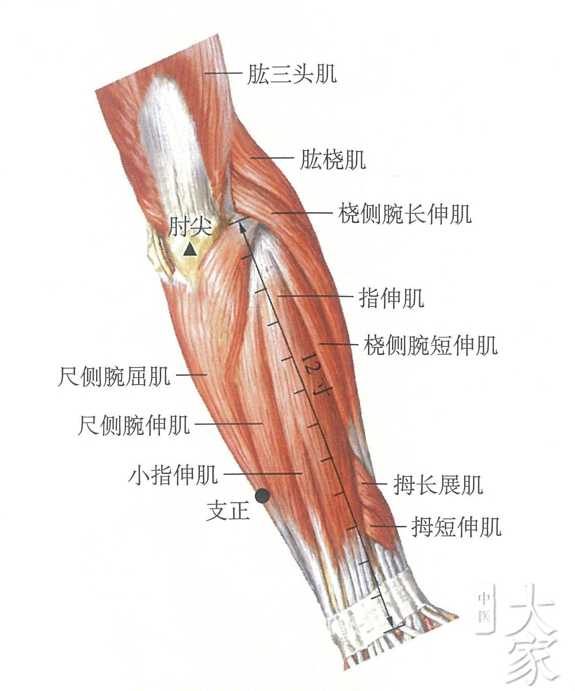 通里:在前臂前区,腕掌侧远端横纹上1寸,尺侧腕屈肌腱的桡侧缘.