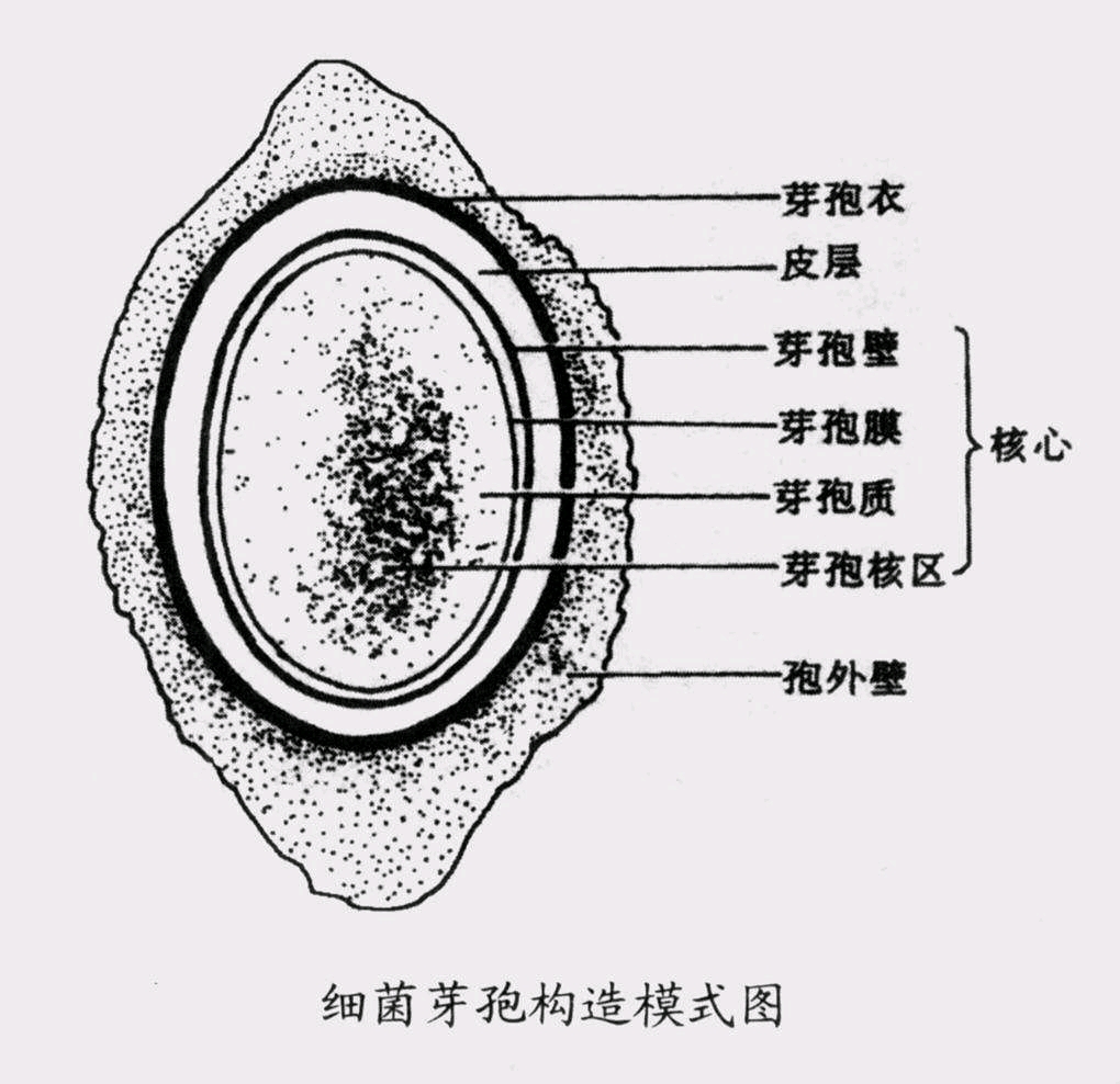 细菌:真核细胞可菜了(真香 打脸预警)