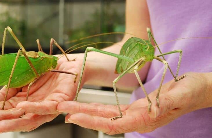 马来西亚巨人纺织娘(arachnacris corporalis)