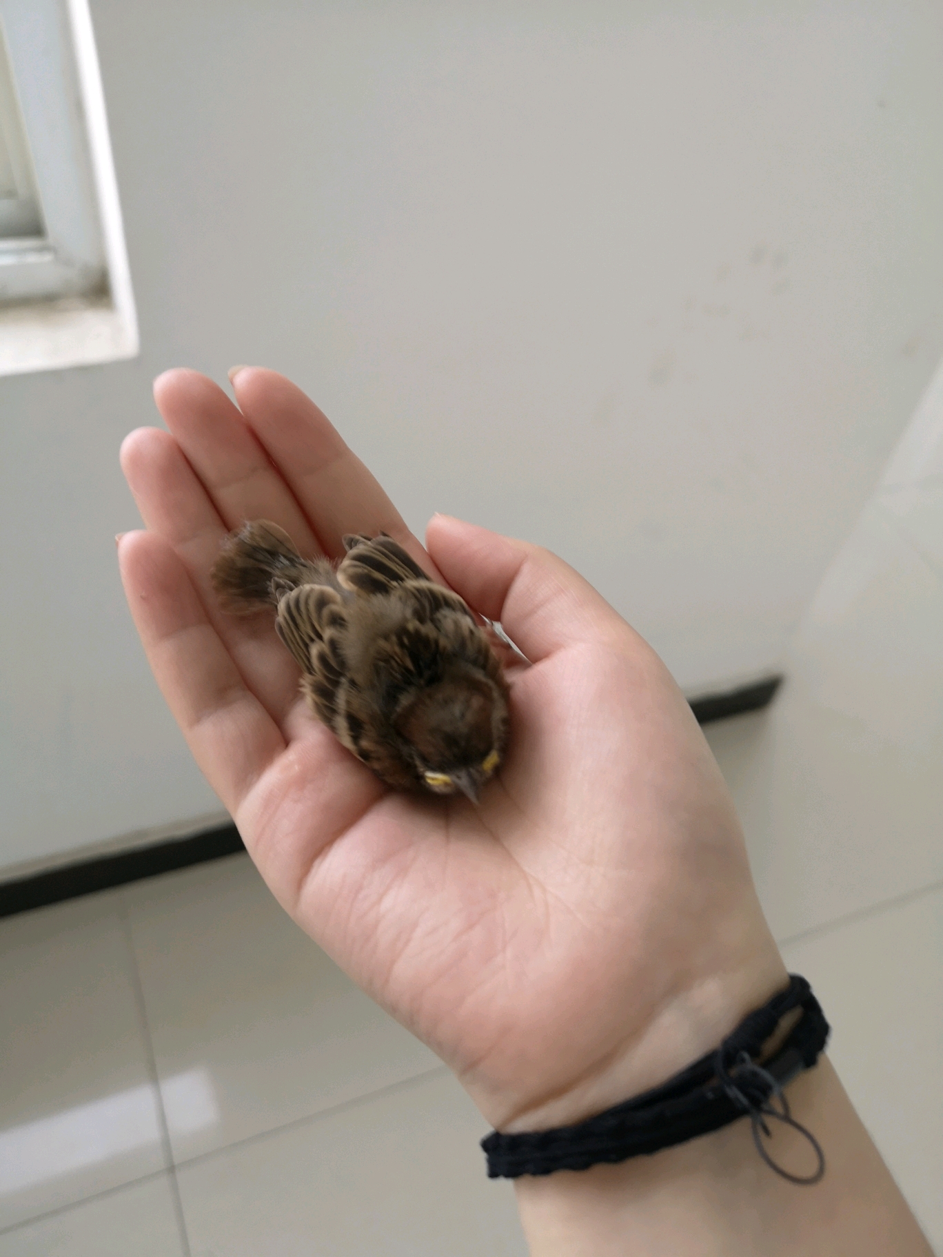 捡到麻雀幼崽救命 因为这几天都是下雨,今天在办公楼里发现两只小麻雀