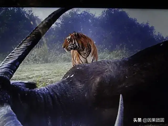卡齐兰加老虎猎杀了亚洲水牛