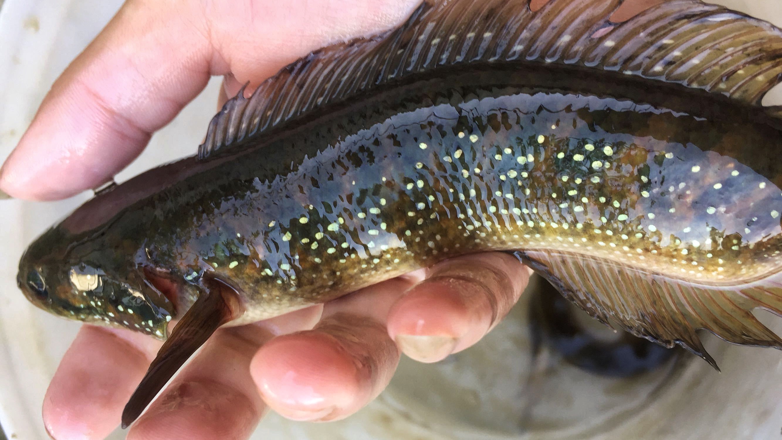 江西吉安的野河中发现罕见的七星鱼,为何极少有人钓到