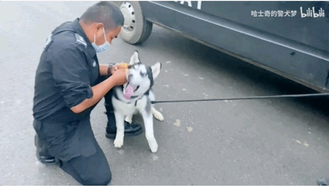 把哈士奇训练成警犬,我崩溃了!