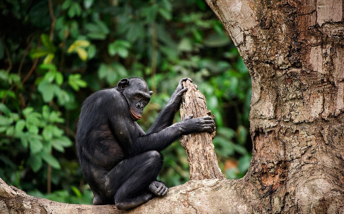 什么是动物什么是植物怎么区分 1b6a9674a7aaec1d2512bc6d73bb1200bfb5621a.png