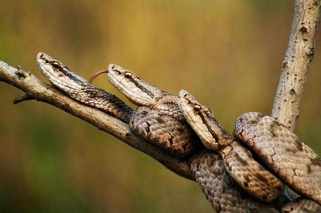 梦之寓言，蛇咬毒鼠与荆棘之下的生死较量