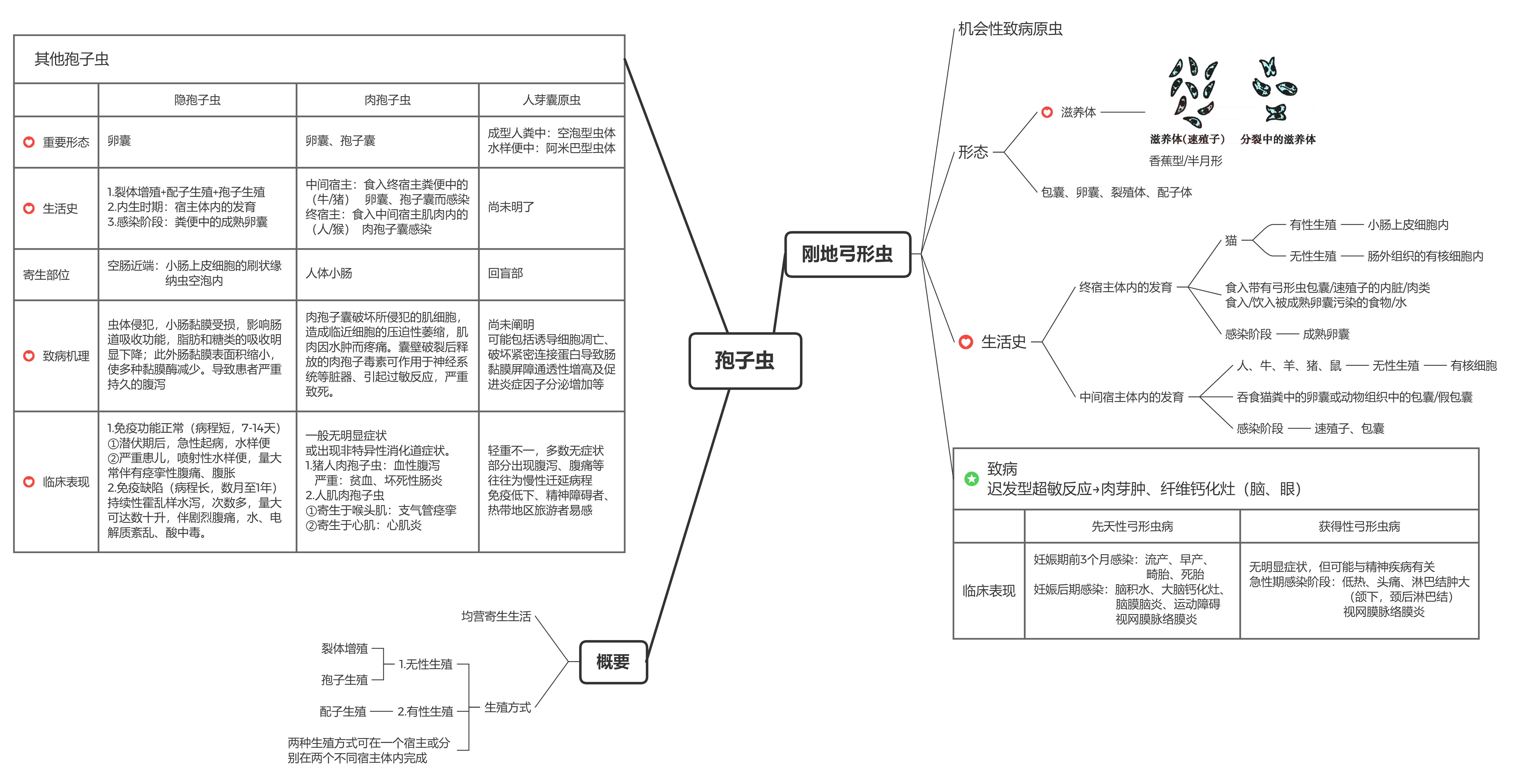 《人体寄生虫学—思维导图—暑假自学