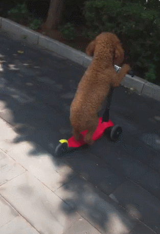 鱼肉作为主要蛋白质来源 容易吸收而且消化率高 狗粮里还添加益生菌和