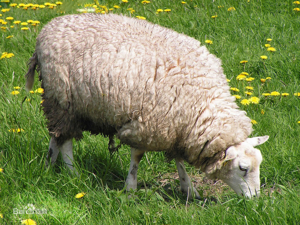 绵羊兽 シープモン sheepmon
