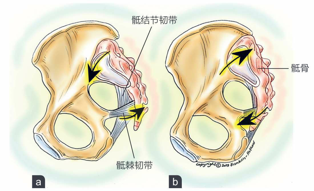 图2 骶骨的运动:a.章动;b.反章动