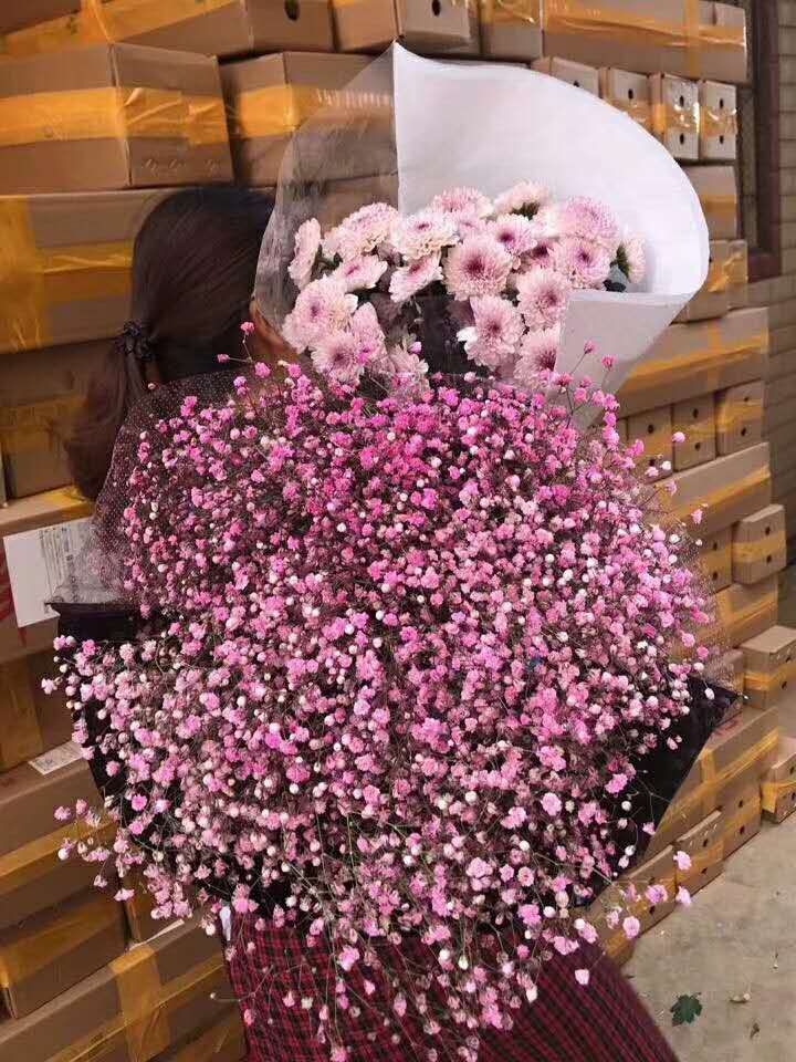 粉色小雏菊 粉色满天星