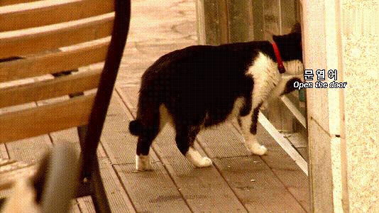 videoplayback (2).gif