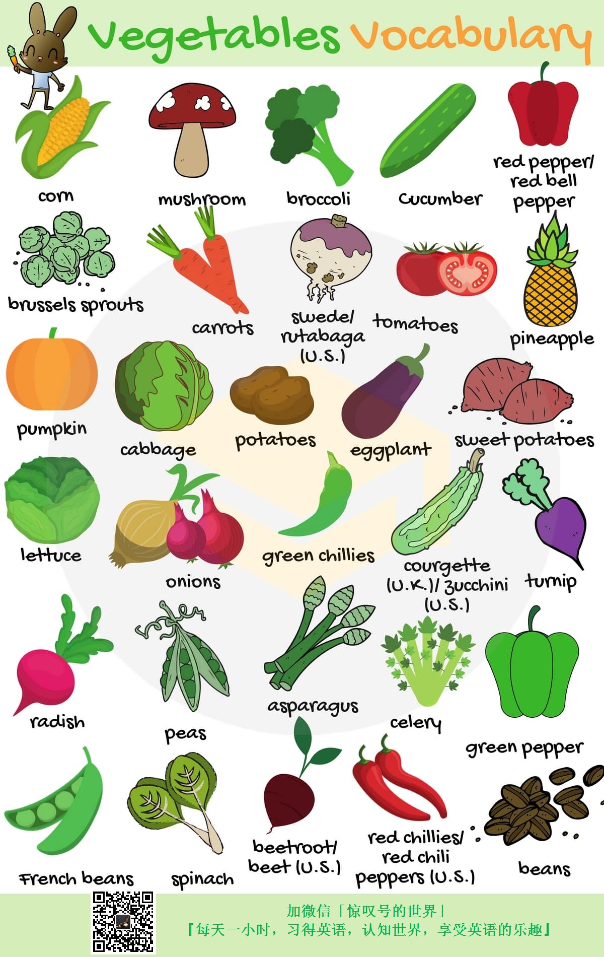 『英语/词汇』029期-蔬菜词汇图(vegetables)-跟着图片学英语