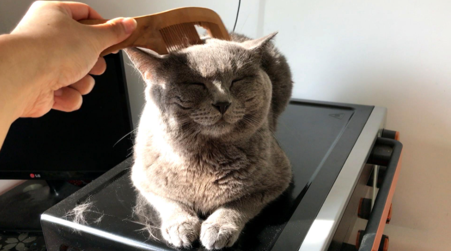 五,多让猫咪运动