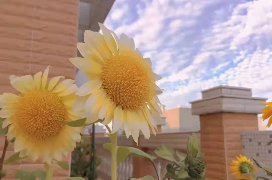 晚风歌谱简谱_落日与晚风简谱歌谱(5)