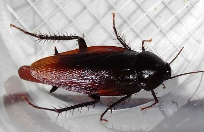 科技 自然 蟑螂的的一些事情 体长31~35mm,大型,通体黑色,翅有时黑中