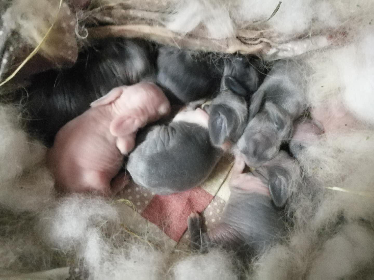 24日的清晨我惊讶的发展我笼子里多了8只小兔子,和小老鼠一样特别可爱