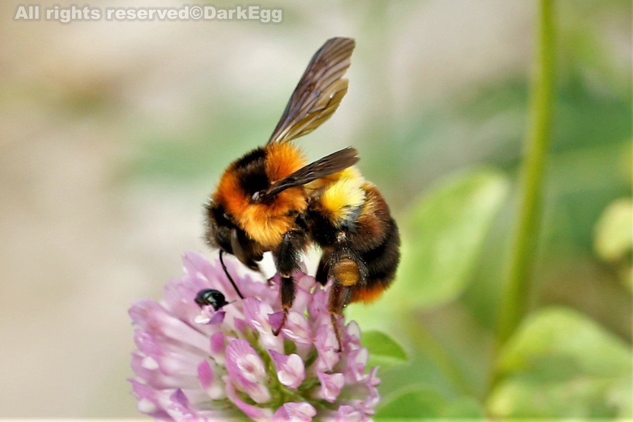 短头熊蜂 bombus breviceps