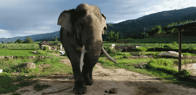 壁纸 风景 400_194 gif 动态图 动图