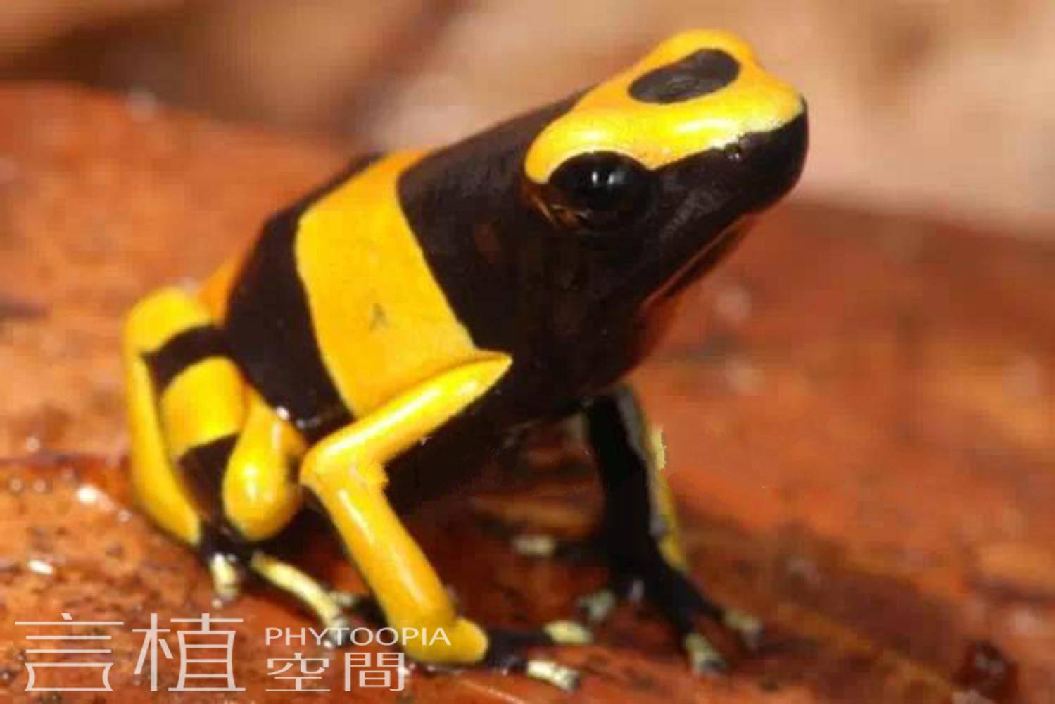 dendrobates leucomelas 黄头箭毒蛙 yellow-headed poison frog