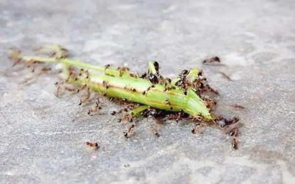 家庭怎样灭蚂蚁