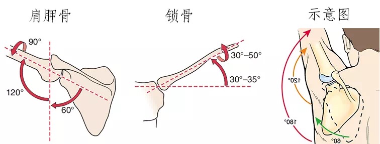 「实验后的一些思考 什么是肩肱节律?