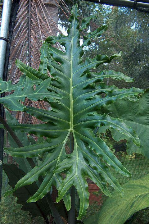 alocasia portei羽裂海芋,有波浪的叶缘和神奇的分裂.