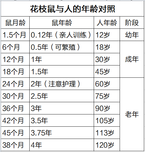 花枝鼠年龄与人的对照