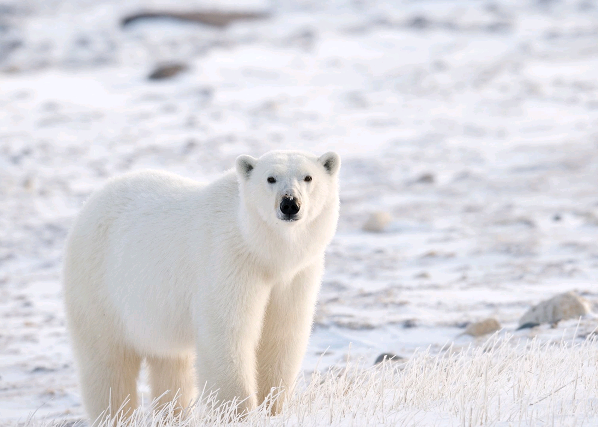 动物美图北极熊