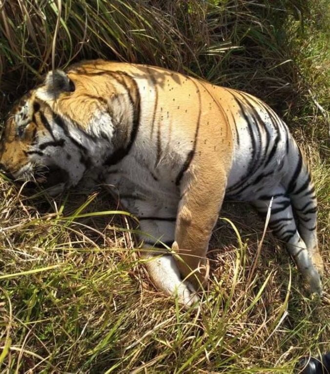 卡齐兰加的老虎图集领略下全世界最大的野生大猫种群下