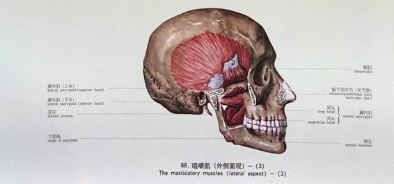 中国医科大学—霍琨老师解剖课超详细讲义之肌学