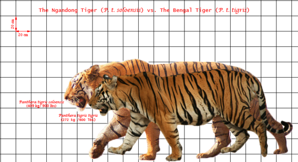 t. tigris),印支虎(p. t. corbetti),苏门答腊虎(p. t.